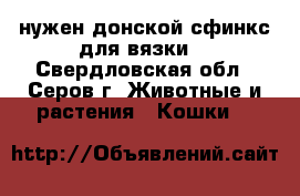 нужен донской сфинкс для вязки. - Свердловская обл., Серов г. Животные и растения » Кошки   